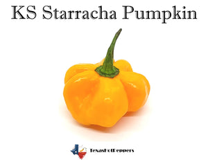 KS Starracha Pumpkin