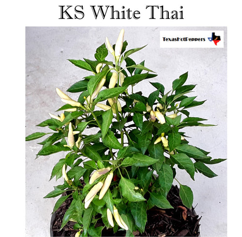 KS White Thai (Isolated)