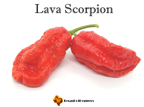 Lava Scorpion