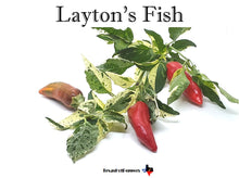 Load image into Gallery viewer, Laytons Fish