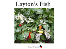 Load image into Gallery viewer, Laytons Fish