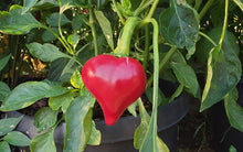 Load image into Gallery viewer, Lesya Red