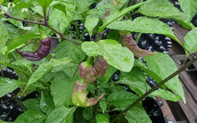 Load image into Gallery viewer, Leviathan Purple Peach X