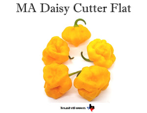 MA Daisy Cutter Flat