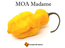 Load image into Gallery viewer, MOA Madame