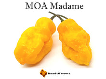 Load image into Gallery viewer, MOA Madame