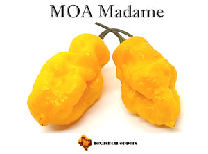 MOA Madame