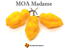 Load image into Gallery viewer, MOA Madame