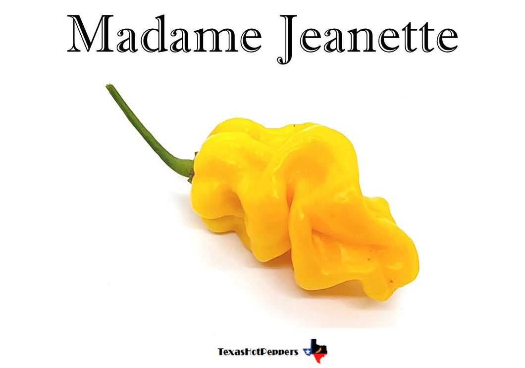 Madame Jeanette