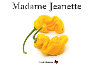 Madame Jeanette