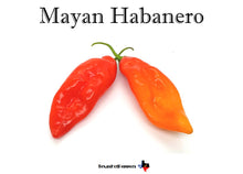 Load image into Gallery viewer, Habanero Seed Collection - 10 Different Varieties