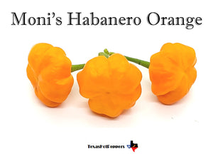 Moni's Habanero Orange