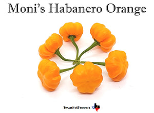 Moni's Habanero Orange