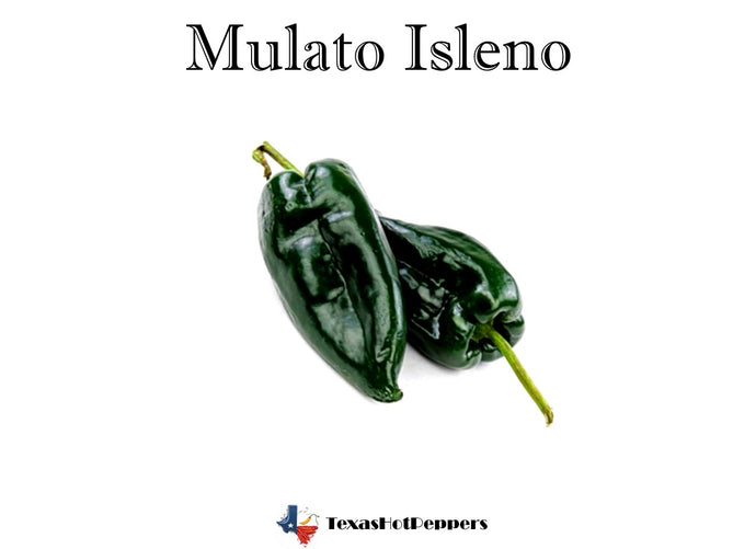 Mulato Isleno