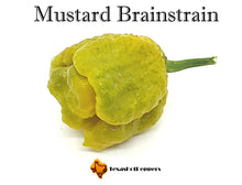 Load image into Gallery viewer, Mustard Brainstrain