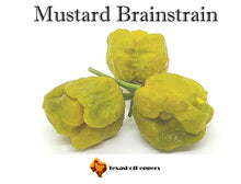 Load image into Gallery viewer, Mustard Brainstrain