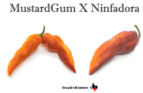 MustardGum X Ninfadora