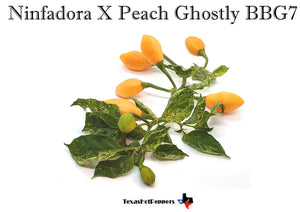 Ninfadora X Peach Ghostly BBG7