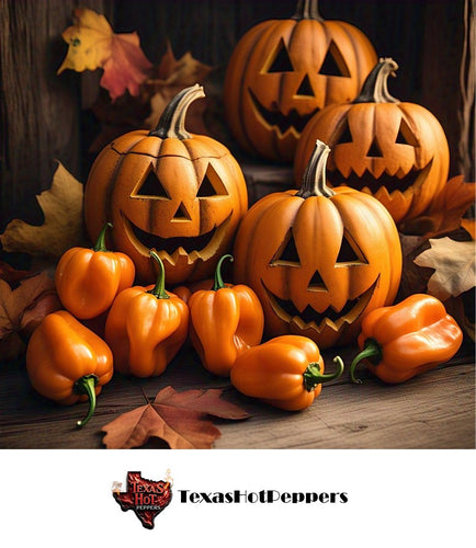NuMex Trick or Treat