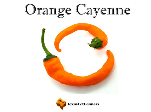 Orange Cayenne