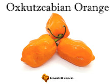 Load image into Gallery viewer, Oxkutzcabian Orange