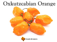 Load image into Gallery viewer, Oxkutzcabian Orange
