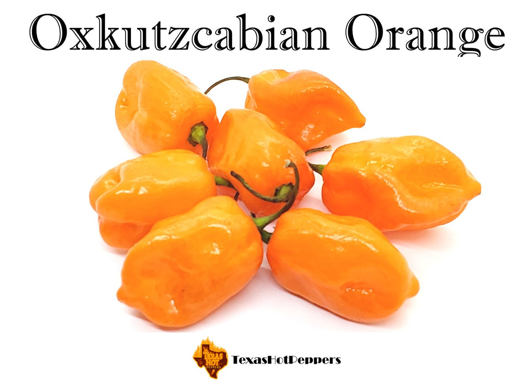 Oxkutzcabian Orange
