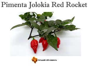 Pimenta Jolokia Red Rocket