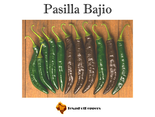 Pasilla Bajio