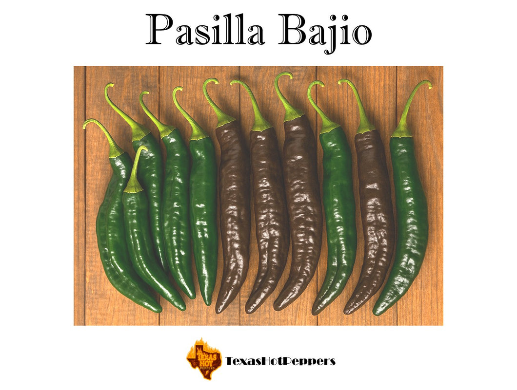 Pasilla Bajio