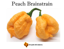 Load image into Gallery viewer, Peach Brainstrain