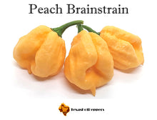 Load image into Gallery viewer, Peach Brainstrain
