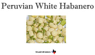 Peruvian White Habanero