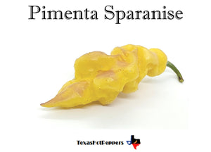 Pimenta Sparanise