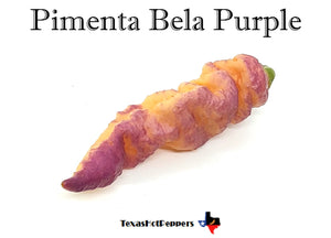 Pimenta Bela Purple