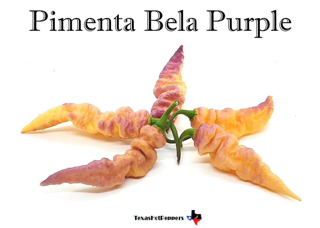 Pimenta Bela Purple