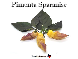 Pimenta Sparanise