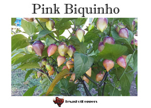 Pink Biquinho