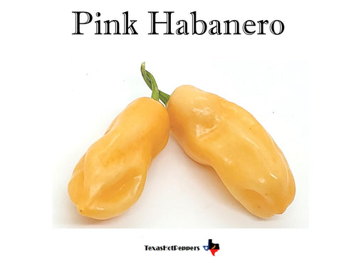 Pink Habanero