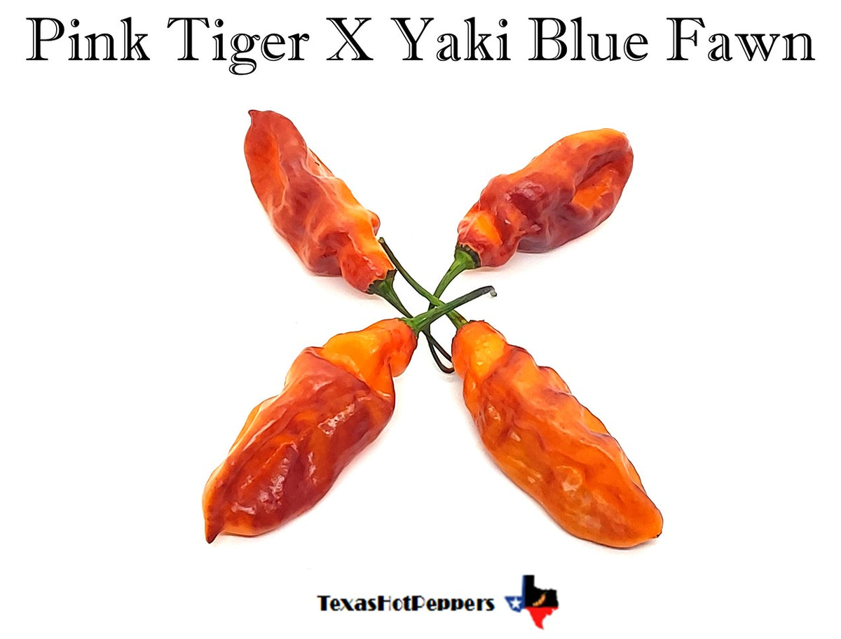 Pink Tiger X Yaki Blue Fawn – Texas Hot Peppers