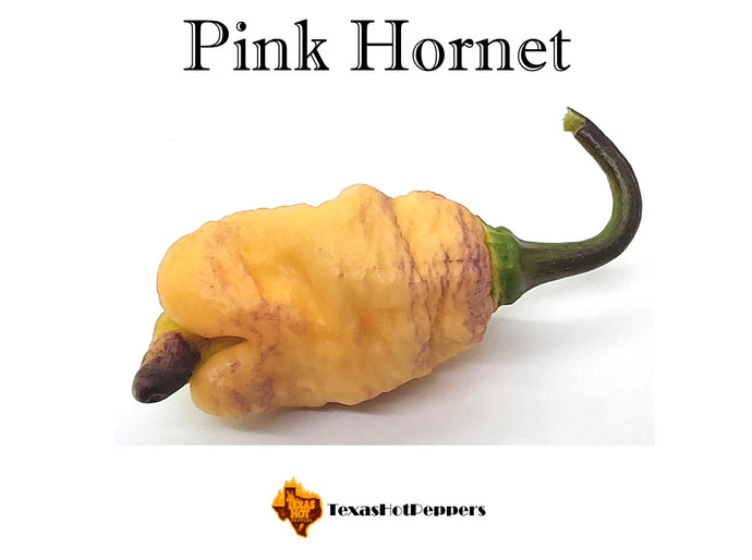 Pink Hornet