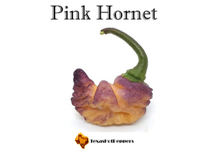Pink Hornet