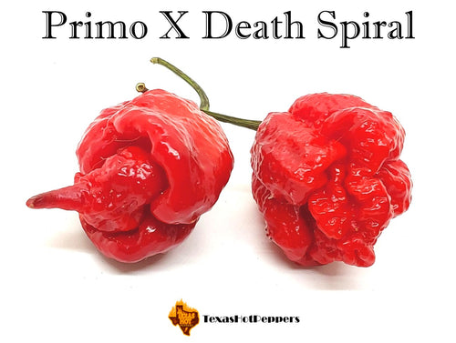 Primo X Death Spiral