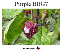 Load image into Gallery viewer, Purple BBG7