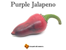 Load image into Gallery viewer, Purple Jalapeno