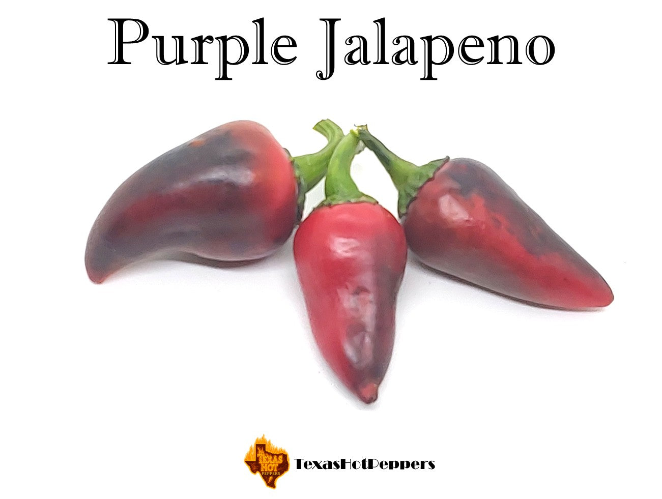 Purple Jalapeno – Texas Hot Peppers