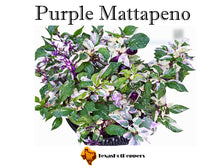 Load image into Gallery viewer, Purple Mattapeno