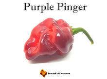 Load image into Gallery viewer, Purple Pinger