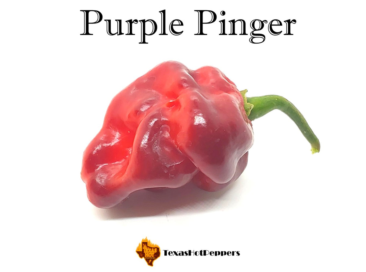 Purple Pinger – Texas Hot Peppers