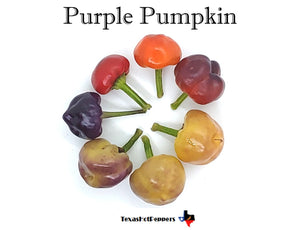 Purple Pumpkin